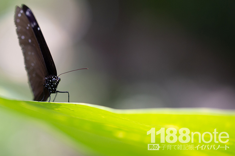 広島市森林公園 昆虫館 パピヨンドームの蝶々
