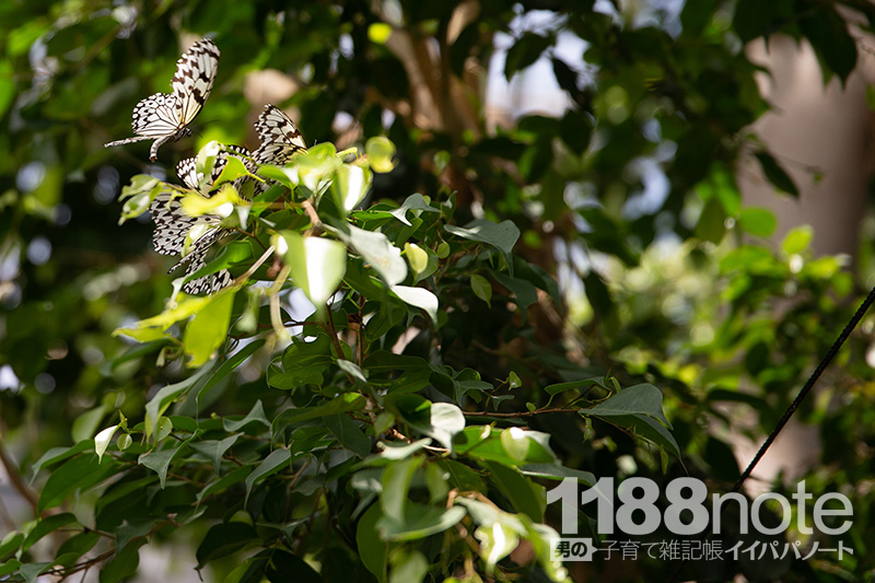 広島市森林公園 昆虫館 パピヨンドームの蝶々